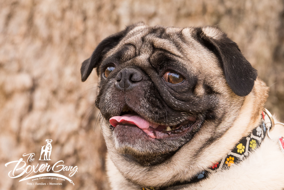 Kizzmet And Mr Muk 4 Yo Bonded Pugs Have Been Adopted 