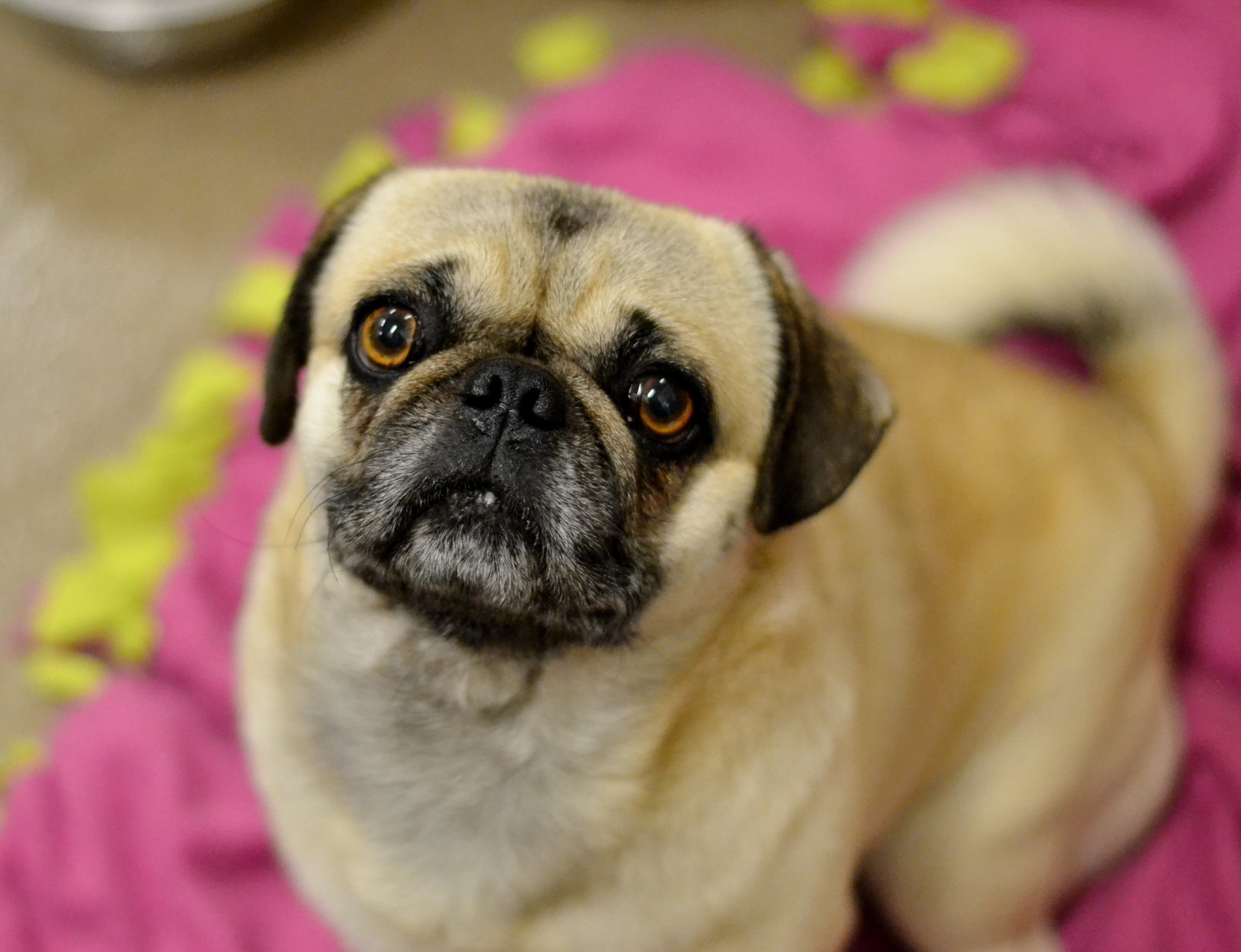 Available Pugs | DFW Pugs