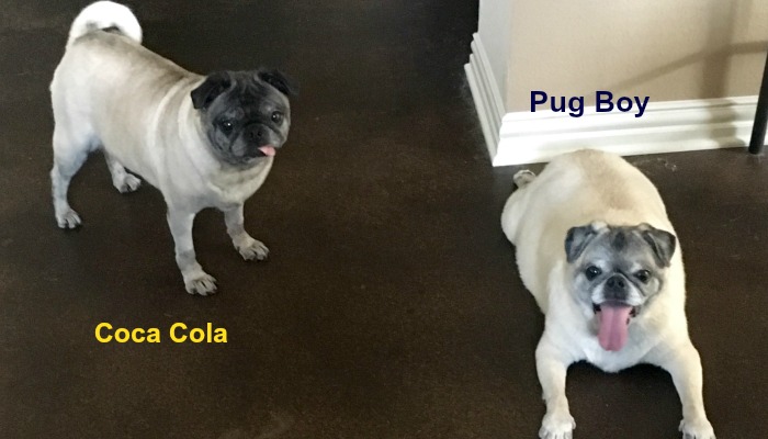 Coca Cola (8 YO) and Pug Boy (11 YO)